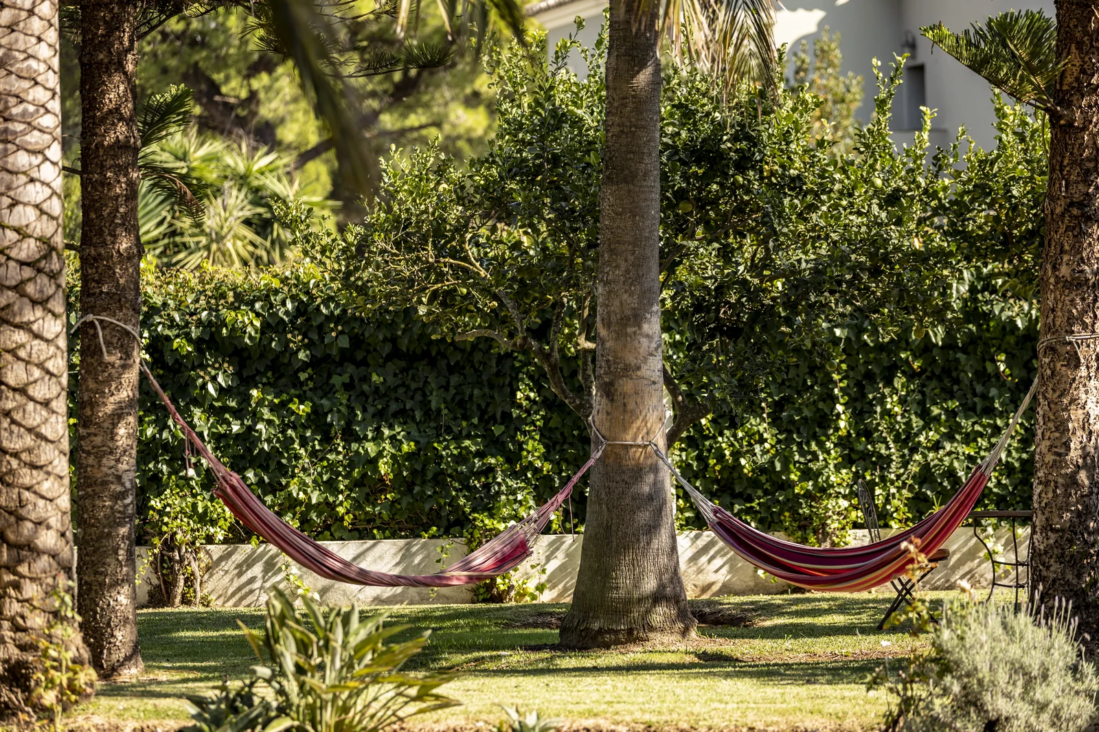 Hängematten zwischen Palmen im Garten